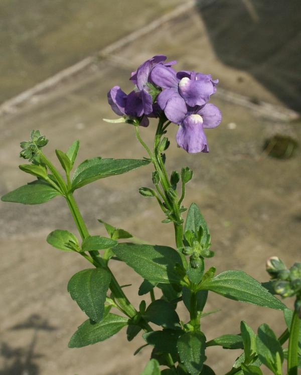 Nemesia