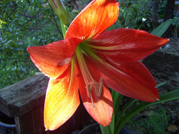 Johnson's Lily