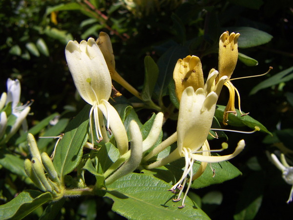 Honeysuckle