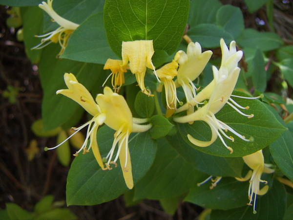 Honeysuckle