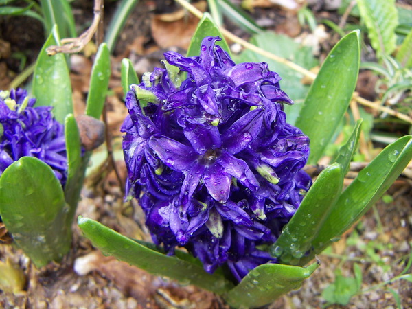 Hyacinth