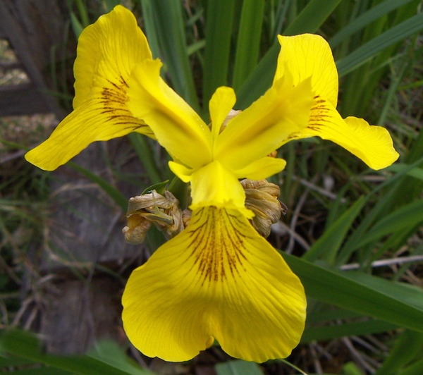 Yellow Iris