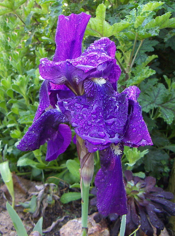 Iris