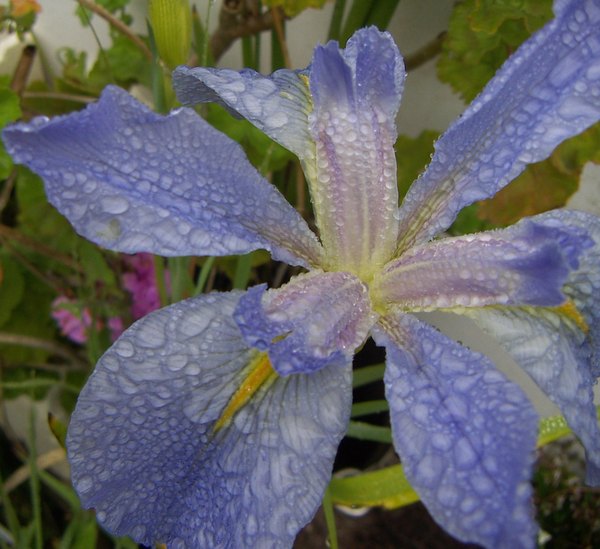 Iris