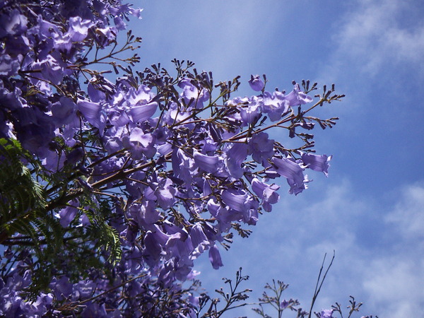 Jacaranda Tree