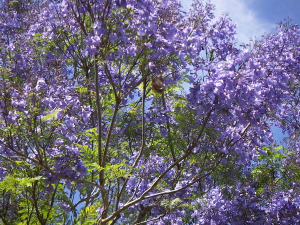 Jacaranda Tree