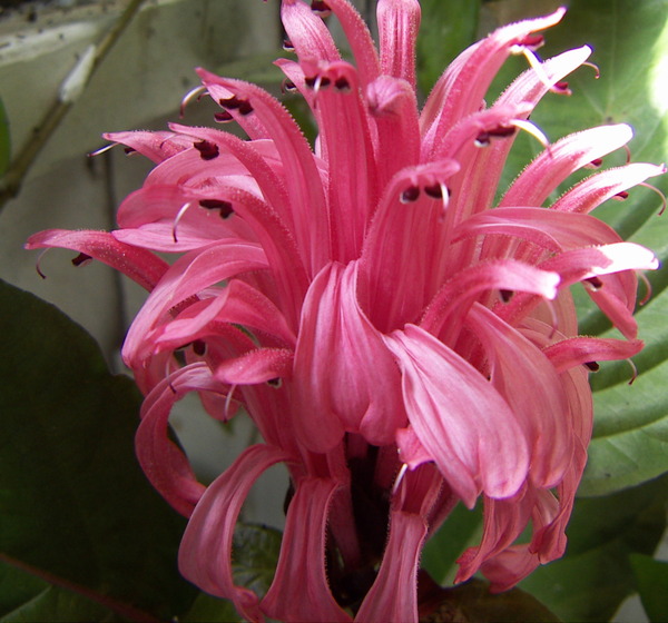 Brazilian Pink Flame