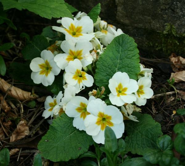 Primula