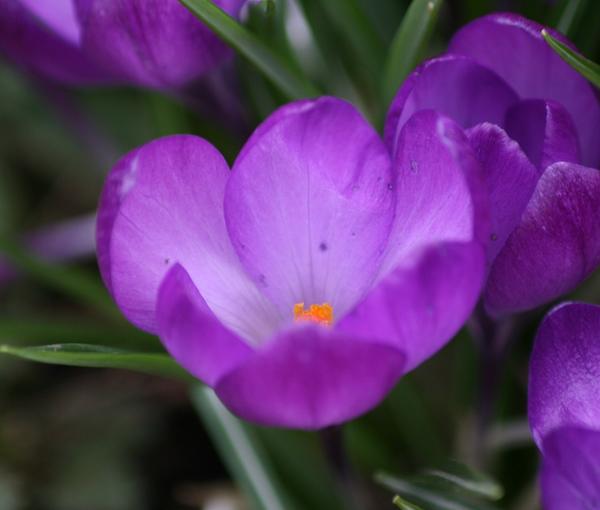 Crocus