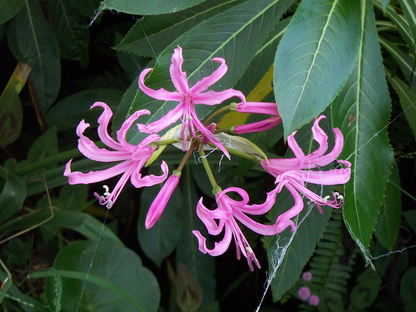 Nerine