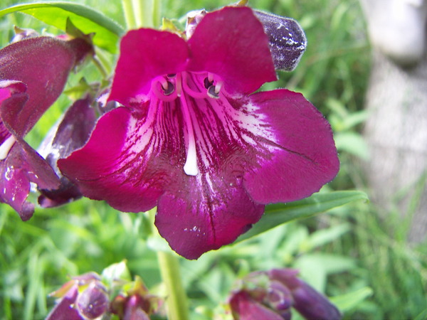 Penstemon