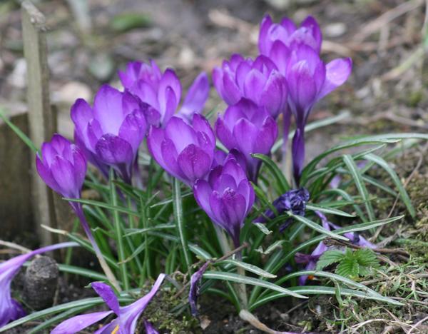 Crocus