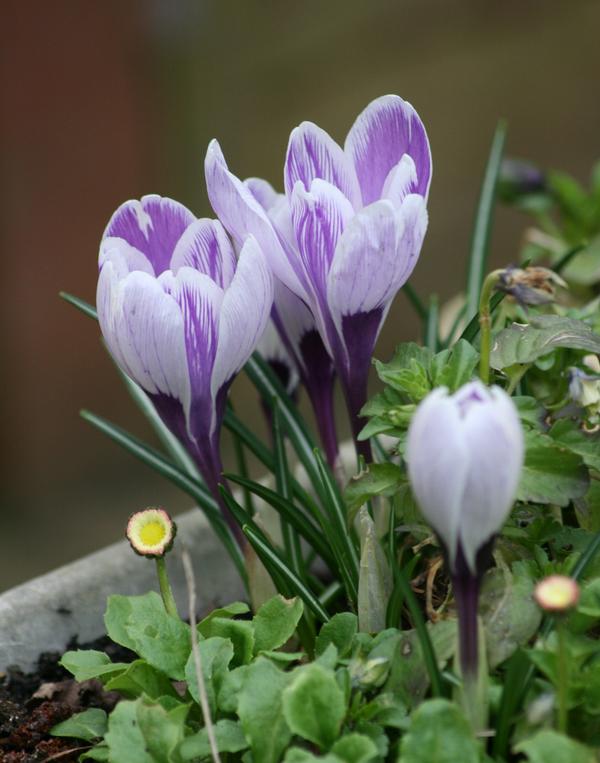 Spring Crocus