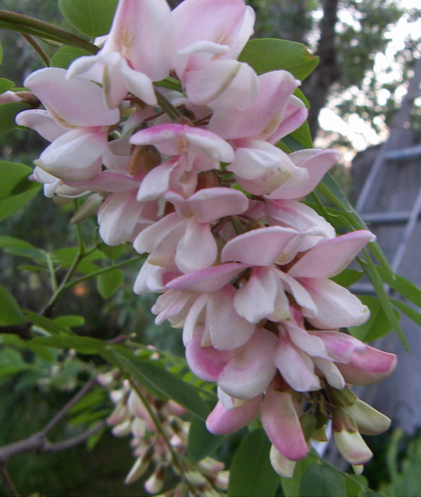 Wisteria