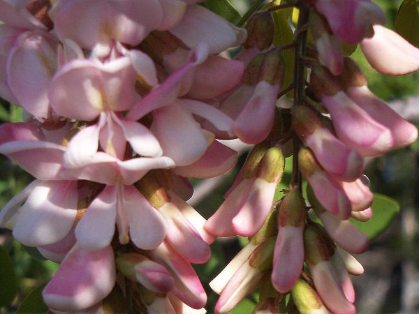 Wisteria