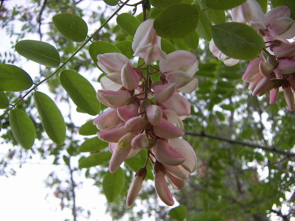 Wisteria