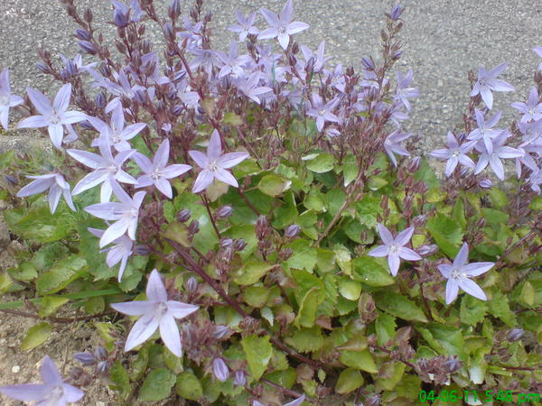 Campanula