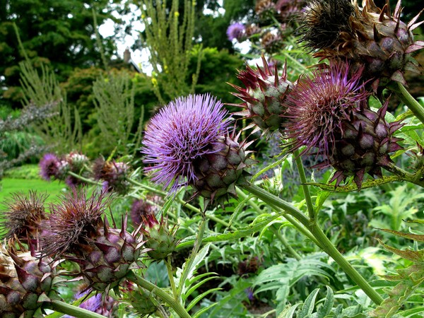 Wild Artichoke