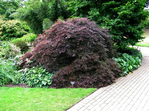 Japanese Maple