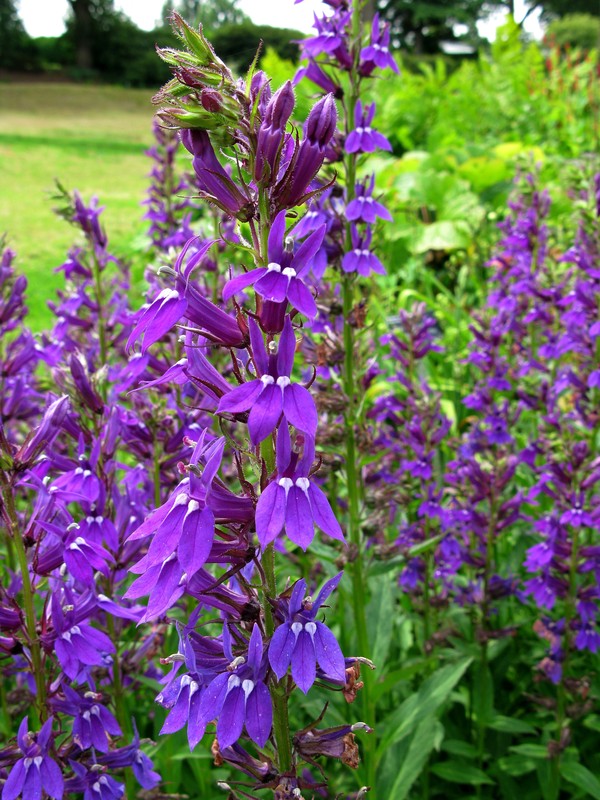 Lobelia