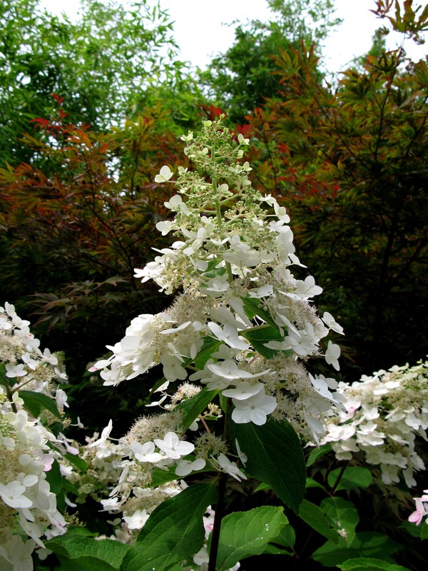 Hydrangea.