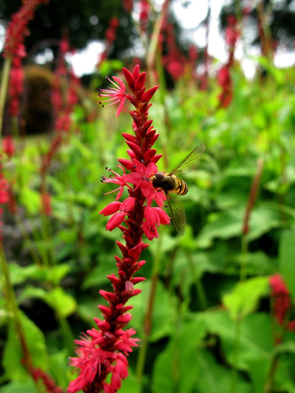 Smartweed/Polygonum