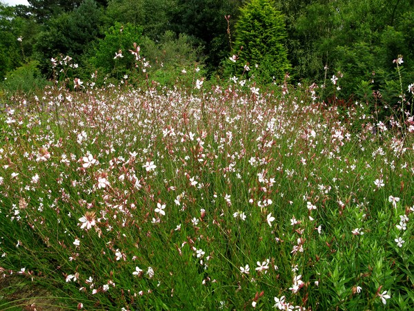 'Whirling Butterflies'