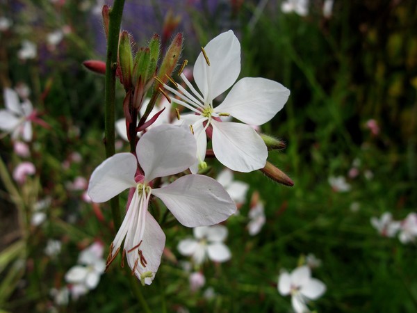 'Whirling Butterflies'