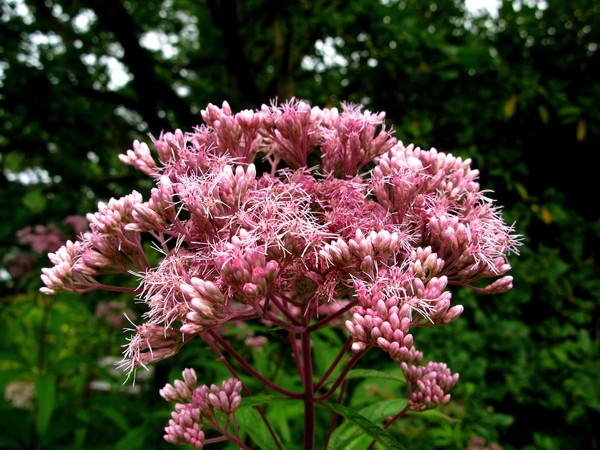 Purple Bush