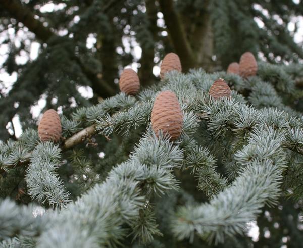 Blue Atlas cedar