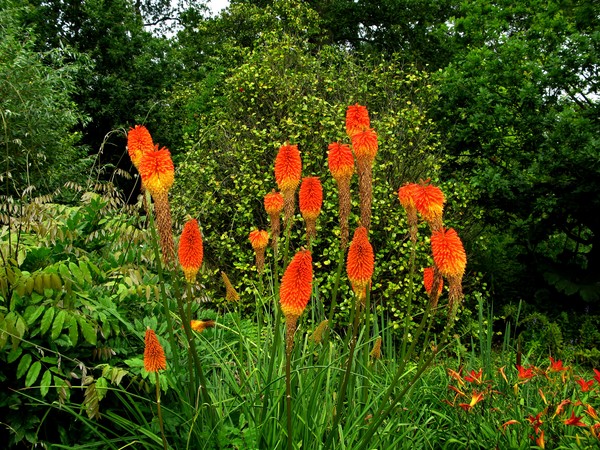 Poker Plant