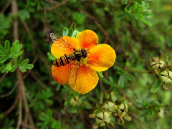 Shrubby Cinquefoil