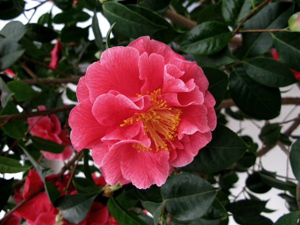 Camellia