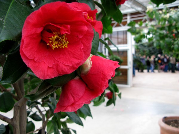 Camellia