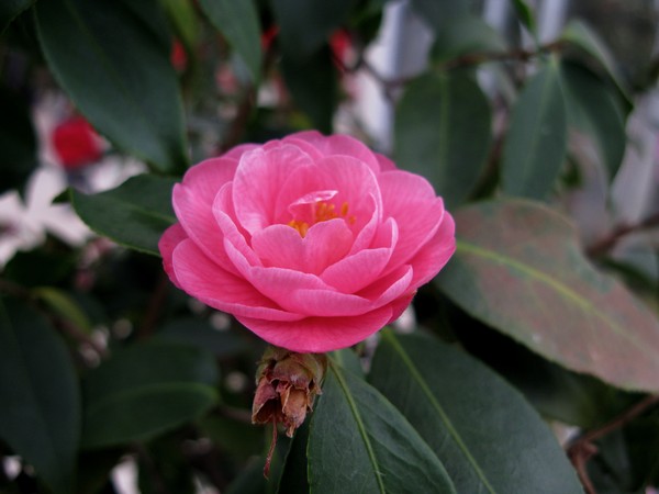 Camellia