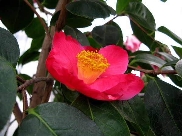 Camellia