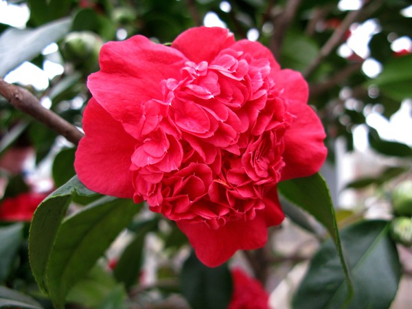 Camellia