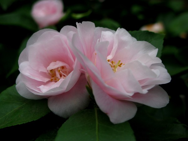 Camellia