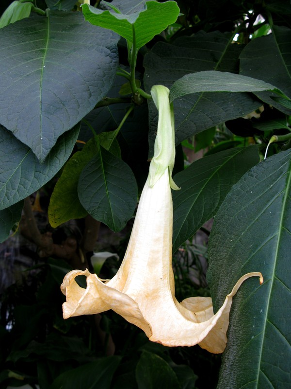 Angels Trumpet