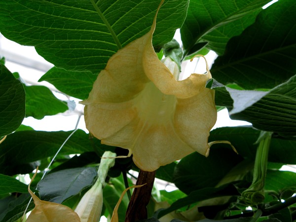 Angels Trumpet