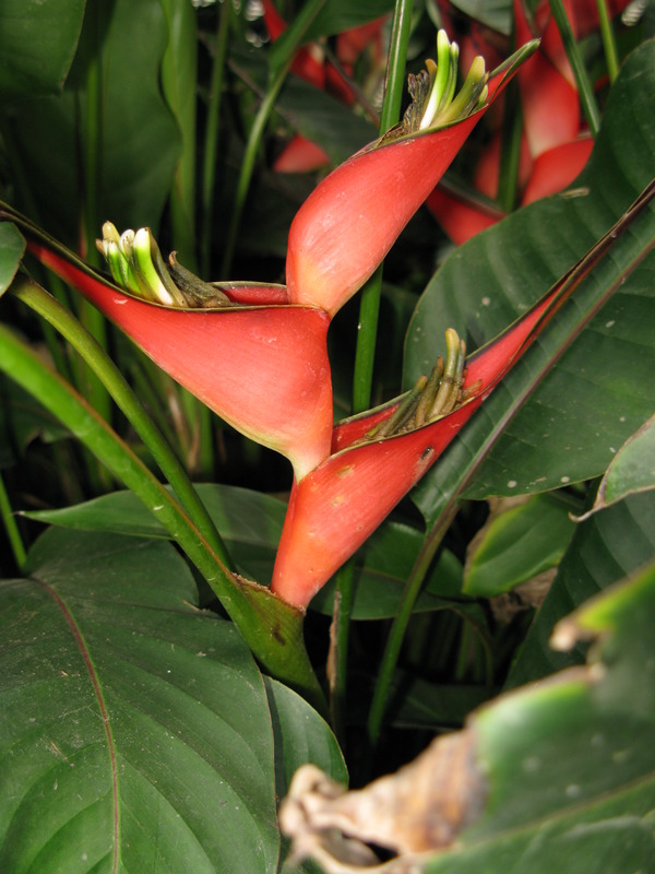 Lobster Claw