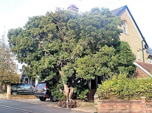 Strawberry Tree