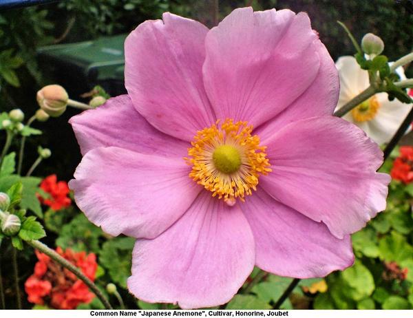 Anemone japonica