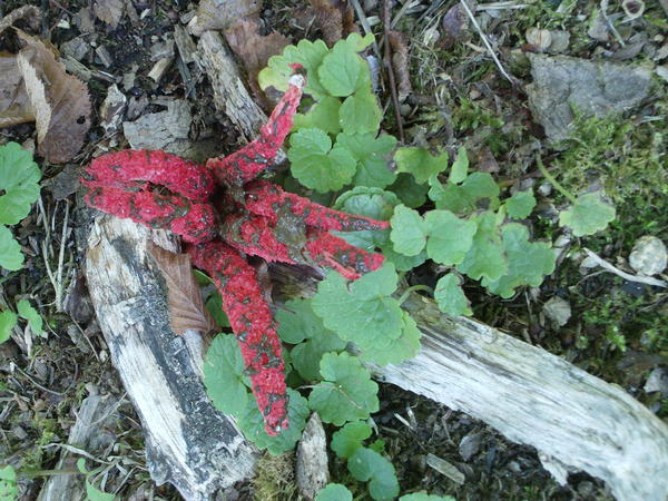 Octopus Stinkhorn