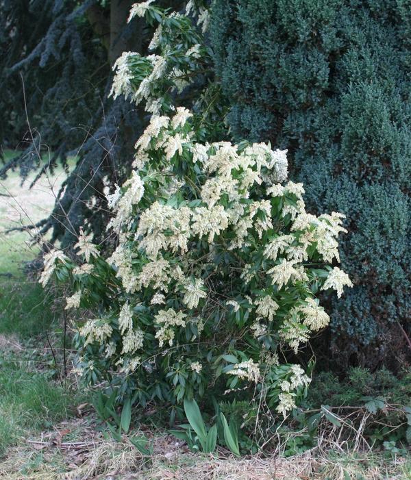 Pieris japonica