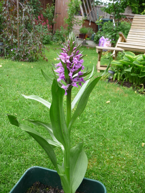 Southern Marsh Orchid