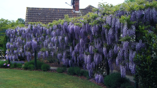 Wisteria