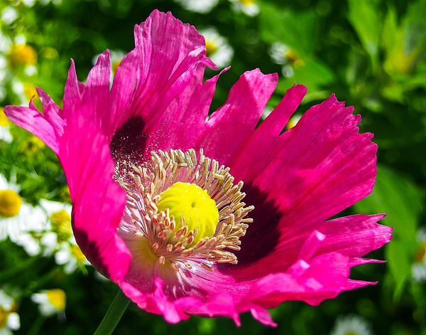 Opium Poppy