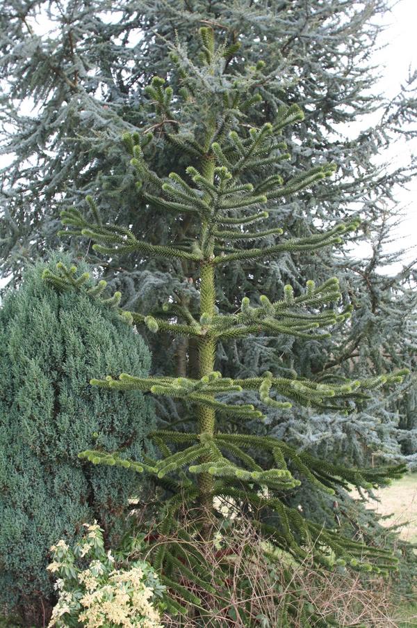 Monkey Puzzle