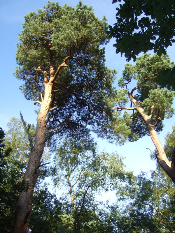 Scots Pine